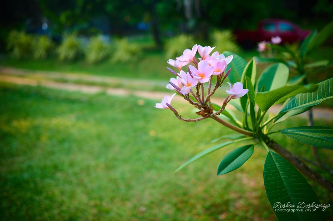 Kakulanda Resort Kurunegala Esterno foto