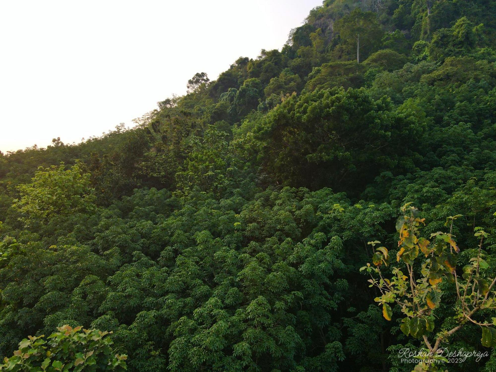 Kakulanda Resort Kurunegala Esterno foto